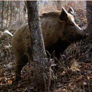 Αγριόχοιρος - Sus scrofa Είναι ευκίνητο ζώο και αναπτύσσει μεγάλες ταχύτητες Τρίχωμα αραιό και σκληρό, γκριζο-καφέ το καλοκαίρι και γκριζο-μαύρο το χειμώνα