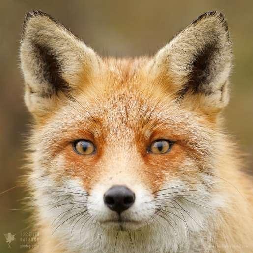 Ai( e)n lo/g% au(=tai fwtografi/ai a)nartw=ntai ei)j th\n i(stoseli/da www.roeselienraimond.