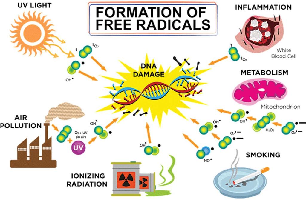 Παραγωγή ελεύθερων ριζών Ακτίνες UV Μόλυνση του αέρα Ιονίζουσα ακτινοβολία Φλεγμονή Μεταβολισμός