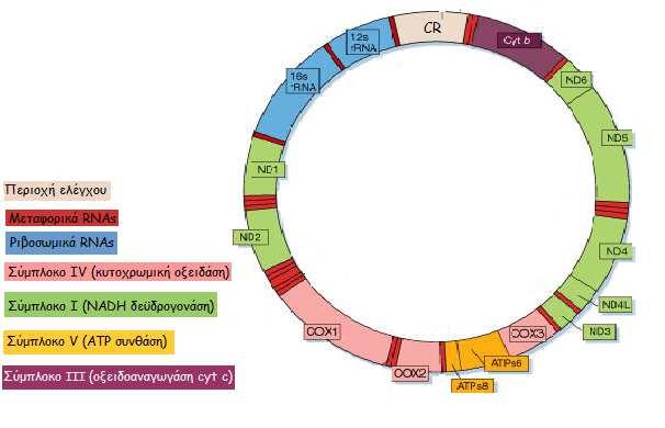 Εικόνα 3: Μιτοχονδριακό DNA (mtdna) (http://www.nature.com/nature/journal/v414/n6865/full/414807a.html) 1.