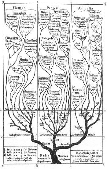 χειρός αρβίνου Το πρώτο φυλογενετικό δένδρο (Haeckel