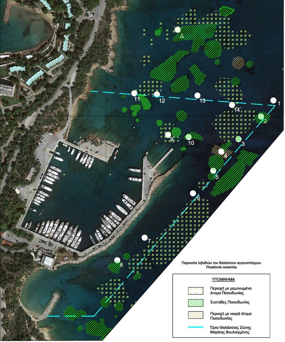 Σχήμα ΣΤ 25: Εξάπλωση λιβαδιών του θαλάσσιου αγγειοσπέρμου Posidonia oceanica στην άμεση περιοχή μελέτης σε συνέχεια της