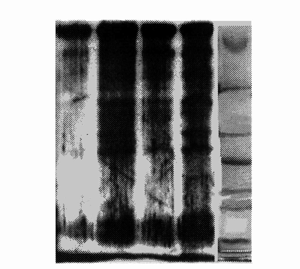 ig 3 T he m ap of L (FL 2IL 22gIFN Α2b) SN cut by restric2 tion endonucleases 11PCR M arkers (bp) : 1 000, 750, 500, 300, 100, 50; 21L (FL 2IL 22gIFN Α2b) SN ge cor g (bp): 526, 7126; 31L (FL 2IL