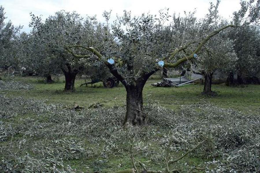 Φυτοπροστασία στη βιολογική ελαιοκοµία Όµως η εργασία που πραγµατικά παρουσιάζει αυξηµένο ενδιαφέρον είναι αυτή του κλαδέµατος ιδιαίτερα στην µείωση των κοκκοειδών, είτε µε την άµεση αποµάκρυνση