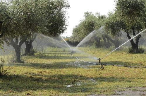 Φυτοπροστασία στη βιολογική ελαιοκοµία Η άρδευση πρέπει ακόµη να ληφθεί σοβαρά υπόψη διότι επιδρά ποικιλοτρόπως στην εντοµοπανίδα του ελαιώνα.