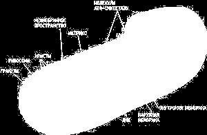 Сыртын 2 қабатты жарғақша қаптайды. Сыртқы жарғақшасы тегіс, ішкі жарғақшасы қатпарлы.