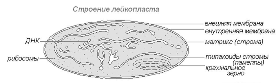 ЛЕЙКОПЛАСТТАР көптеген өсімдіктердің жасушаларында кездеседі.