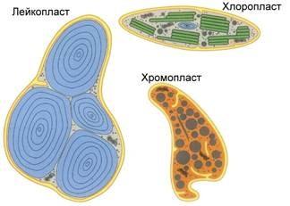 Органоидтарды атандар 1.