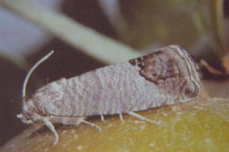 Καρπόκαψα ή σκουλήκι των μήλων Cydia pomonella (Lepidoptera: Torticidae) Άνοιγμα πτερύγων: 14-24 mm