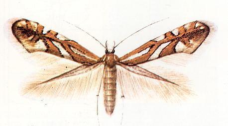 ΦΥΛΛΟΡΥΚΤΕΣ Phyllonorycter