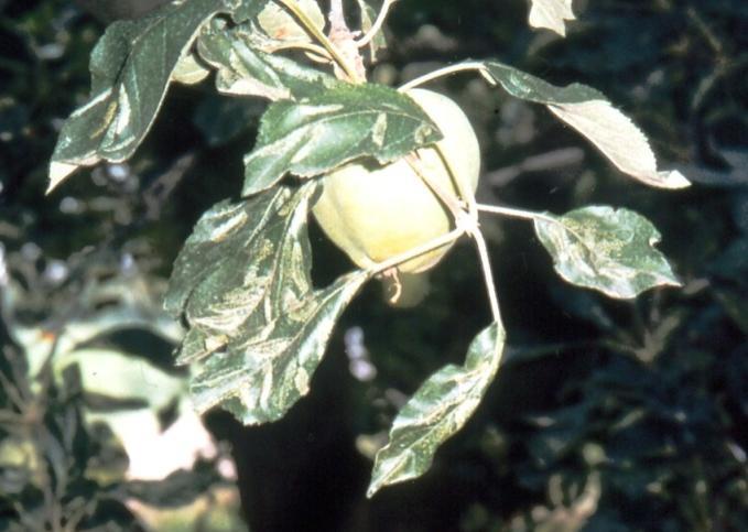 Διαχειμάζει ως νύμφη στα πεσμένα