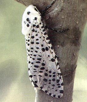 ΞΥΛΟΦΑΓΑ ΛΕΠΙΔΟΠΤΕΡΑ Zeuzera pyrina (Lepidoptera: Cossidae) (κν.