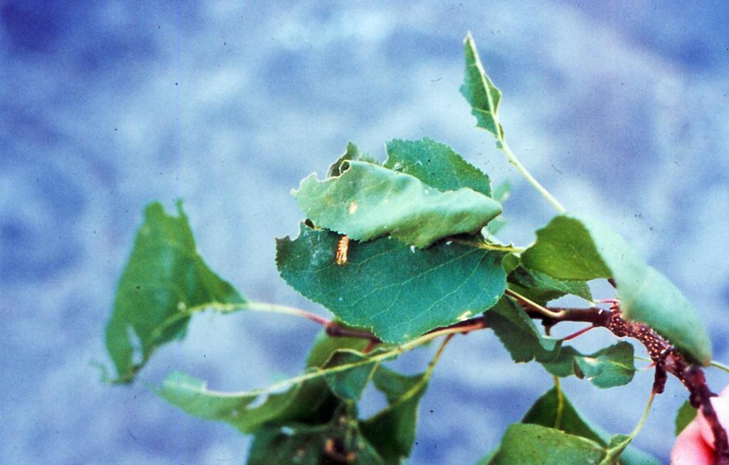 Adoxophyes orana (Lepidoptera: Torticidae) Προνύμφες: αναλόγως της