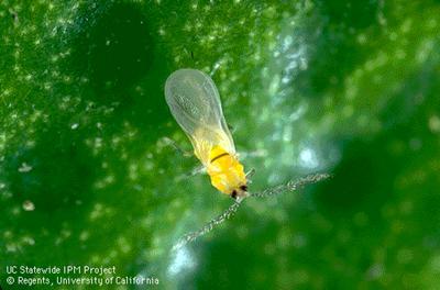 Quadraspidiotus perniciosus (Hemiptera: Diaspididae) κν.