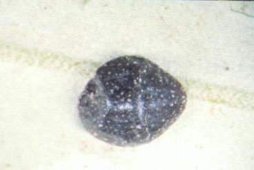 Saissetia oleae (Οικ. Cοccidae) (κν.