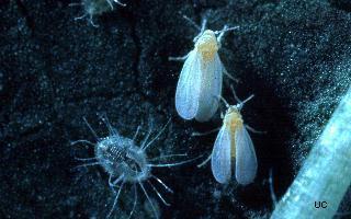 ALEYRODIDAE Αλευρώδεις Μικρού μεγέθους (<2 mm) Ακμαία με λευκές πτέρυγες,