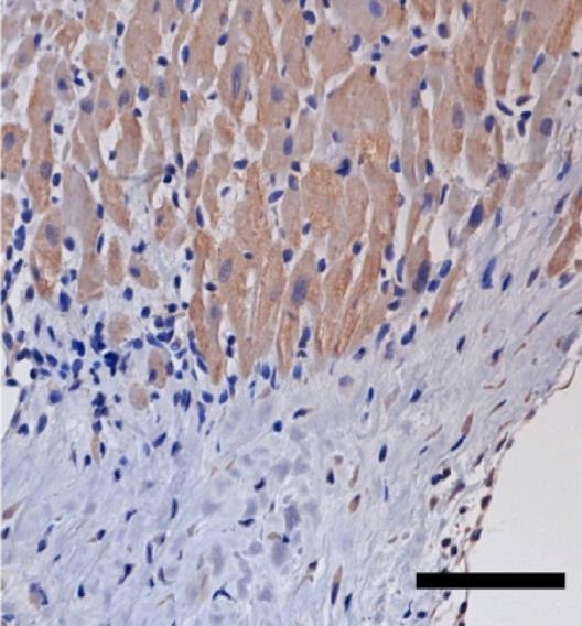 protein in adult rat heart sections using immunohistochemistry 15