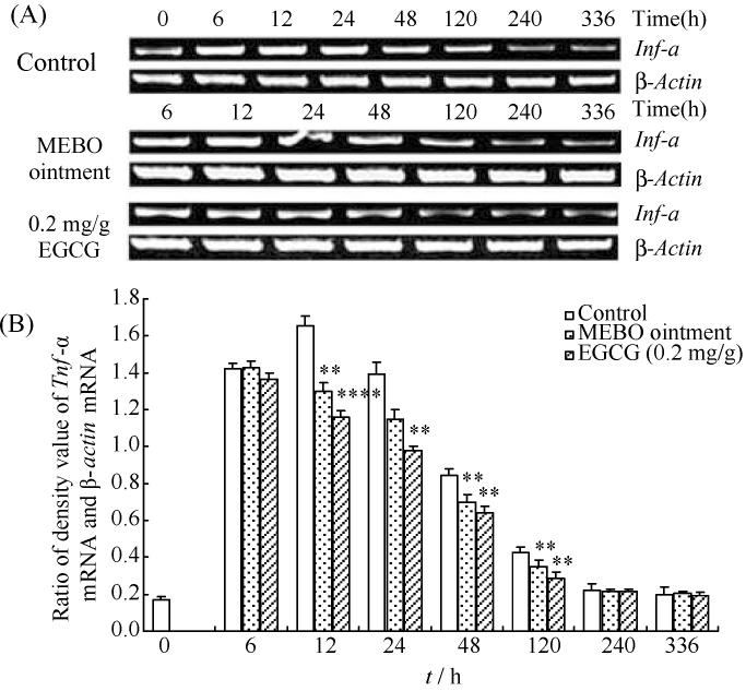 2-3- TNF-α IL-β 171 48 h Il-1β mrna 2 ~ 3 IL-1β 50 ng / L Il-1β mrna IL- 1β 120 h Il-1β mrna 7 IL-1β 110 ng / L 14 d Il-1β mrna IL-1β Fig 2 Levels of both tissue Il-1β mrna and IL-1β during scalded