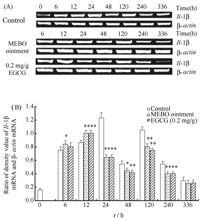 172 27 12 h 24 h 240 h EGCG Il-1β mrna Fig 6 Effect of 0 2 mg / g EGCG on level of tissue IL-1β in scald injury skin in mice In the scalded skin model the scald sites were treated with 0 2 mg / g