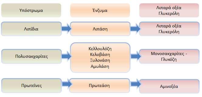 Η υδρόλυση των σύνθετων αυτών ενώσεων καταλύεται από εξωκυτταρικά ένζυμα όπως οι αμυλάσες, οι πρωτεάσες, οι λιπάσες και οι κυτταρινάσες.