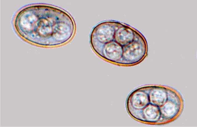 , Acetovibrio celluliticus, Lactobacillus sp., Vibrio sp. και Escherichia coli.