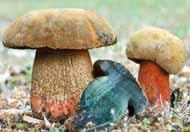 Pečiarka páchnuca Jedlé huby v niektorých prípadoch môžu spôsobiť poškodenie (symptómy) ľudského zdravia: surové huby v podstate všetky druhy, obsahujú termolabilné toxíny (ani nakladané huby by sa