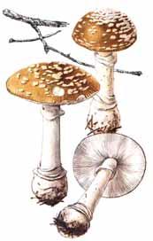 hlavná téma SKUPINA D: Muchotrávka tigrovaná Najzávažnejšie otravy spôsobuje: Muchotrávka tigrovaná (Amanita pantherina) Symptómy: Nástup účinkov do 30 až Panterínový