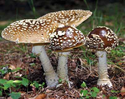 Muchotrávka zelená (Amanita phalloides) Muchotrávka slamovožltá Muchotrávka zelená Amanita phalloides obsahuje viaceré vysokotoxické látky cyklopeptidy amanitíny a