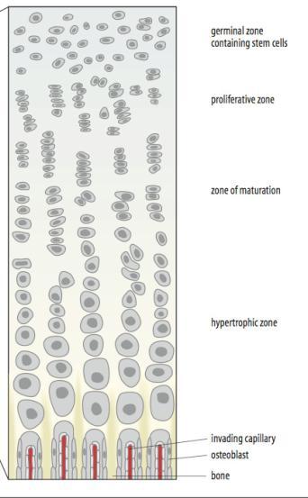 Αύξηση σε ύψος Ζώνη πολλαπλασιασμού Ζώνη διαφοροποίησης Αυξητικό πέταλο της επίφυσης (growth