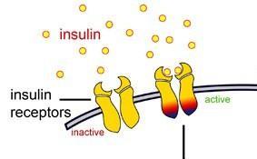Βιοχημεία της αύξησης του κυτταρικού μεγέθους ινσουλίνη (ή IGF) Σύνδεση προσδέτη (ligand) Υπομονάδα α Υποδοχέας ινσουλίνης ανενεργός Υπομονάδα β