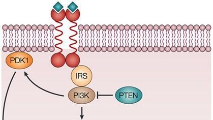 Κινάση σερίνης-θρεονίνης Στρατολογείται στην κυτταρική μεμβράνη και ενεργοποιείται β) Μονοπάτι κινάσης PI3 (PI3K) Ενεργός