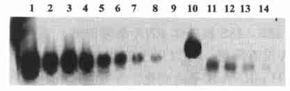 26 2 50 3 GH mrna 1-8 : 1 000 500 200 100 50 25 1215 1 pg/ l RNA 9 : 10 : 11-14 : 5 g 215 g 1 g 015 g RNA Fig13 Detection of the expression of GH mrna gene 1-8 : Sense2RNA, 1 000, 500, 200, 100, 50,