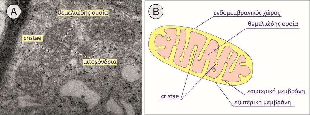 Τα μιτοχόνδρια έχουν χαρακτηριστική