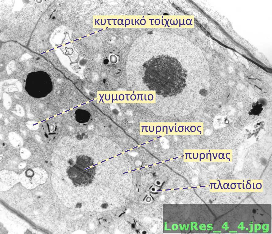 Μεριστωματικά κύτταρα