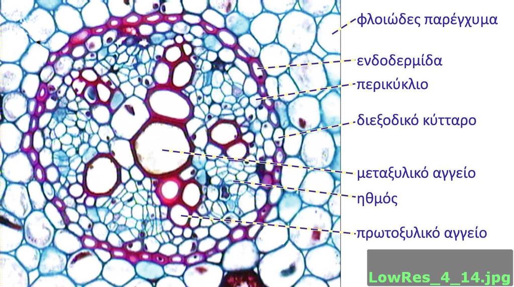 Τομή νεαρής ρίζας ευδικότυλου φυτού (Ranunculus sp.).