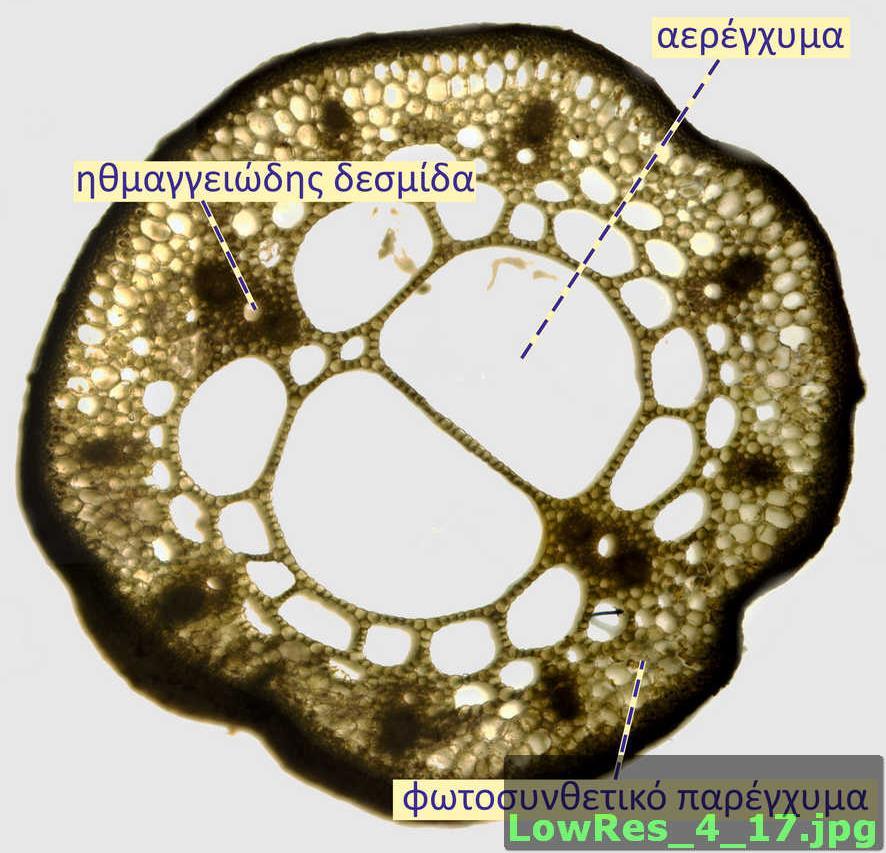 Τομή μίσχου φύλλου νούφαρου (Nymphaea sp.).