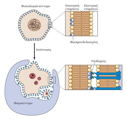 Τα αποπτωτικά κύτταρα φέρουν σήματα φαγοκυττάρωσης