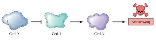 Ταυτοποίηση των γονιδίων που εμπλέκονται στην απόπτωση Geoffrey M. Cooper Robert E. Hausman Aκαδημαϊκές Εκδόσεις Ta ced-3 & ced-4 είναι γονίδια του νηματώδους σκώληκα C.