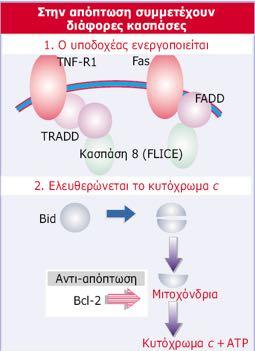 εξωκυττάρια σήματα