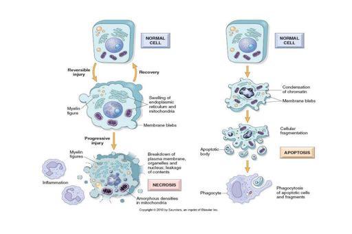 Νέκρωση ή απόπτωση; Φυσιολογικό κύτταρο Φυσιολογικό κύτταρο