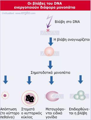 Το DNA