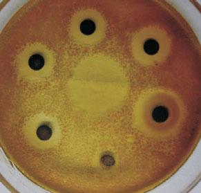 25 3.13 1.56 0.78 0.39 6 zh0225mic Table 6 Antimicrobial activity at different concentrations and MIC of methanol from Spirodela polyrrhiza (L.) Schleid zh0225 Methanol Ethyl acetates N-butanol 2.