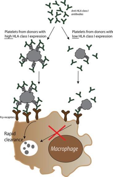 Αντιδράσεις που σχετίζονται με αλλοευαισθητοποίηση σε λευκοκυτταρικά αντιγόνα ΗLA αντιγόνα που εκφράζονται στην επιφάνεια των λευκοκυττάρων του δότη μπορούν να επάγουν την παραγωγή HLA αντισωμάτων σε