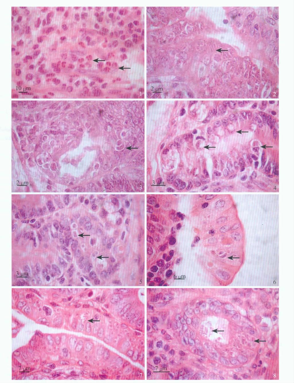 96 Chinese Journal of Zoology 45 WANG Yan et al.