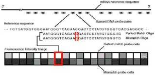 array of genes (cdnas); the intensity of the signal corresponds to the abundance of the