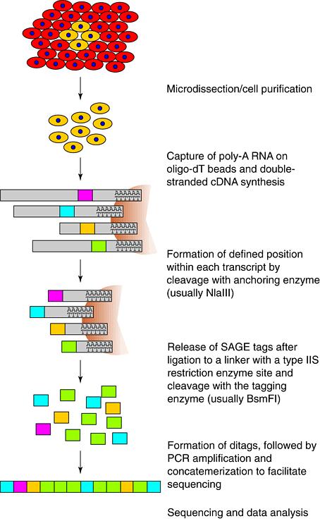 Low throughput time/resource consuming sequencing errors