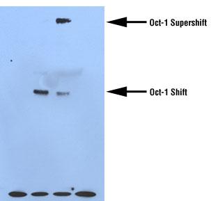 Source: http://www.piercenet.com/media/super_oct1.jpg Source: http://www.biomedcentral.