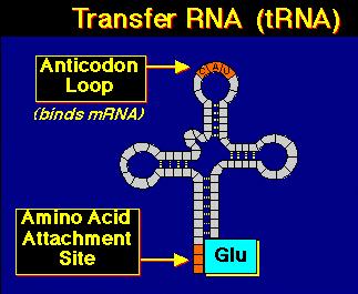 Υποκινητής ιστός, χρόνος, ρυθµός µεταγρ Χρόνος ηµίσειας ζωής «Μετα-» τροποιήσεις Μπένος ΒΙΟ315 9-ΦΕΒ-2009 7 trna (*) Ριβοσωµικό RNA (*) snorna (*) microrna Και άλλα που