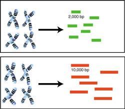 8M bp) Whole Genome Shotgun sequencing 1997: Escherichia