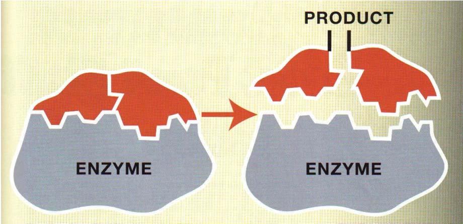 Delovanje encimov - povzetek Encimi so zelo zmogljivi katalizatorji.